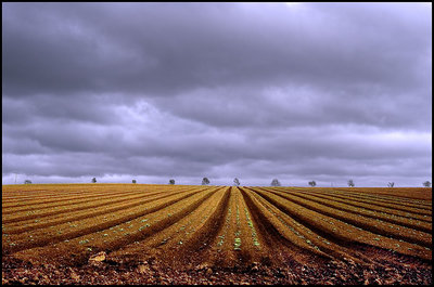 THE POTATOE FIELD