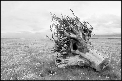 treestump on holy island