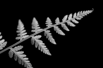 Fractal Fern