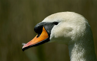 Male Swan
