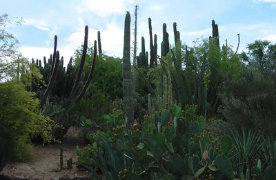 Cactus Garden