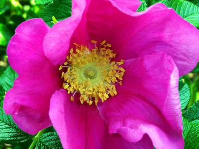 Rosa Rugosa-Front View