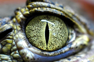 Alligator Eye