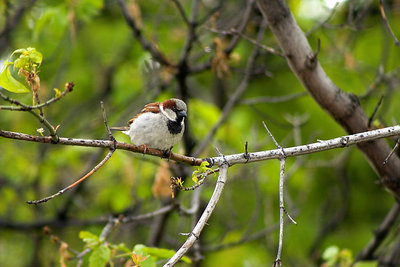 Little bird on a branch