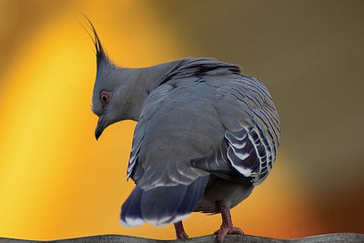 Pigeon