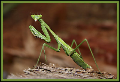 Praying Mantis.