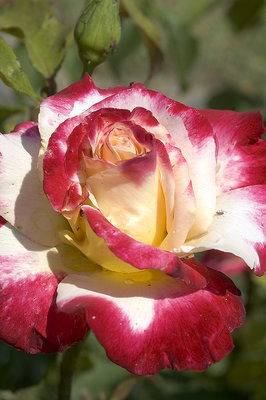 Velvet rose