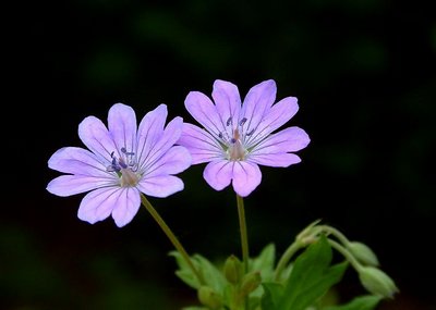 Geranium pyrenaicum