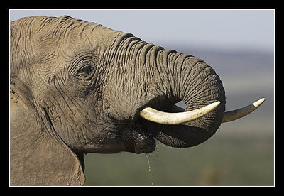 African Elephant Drinking