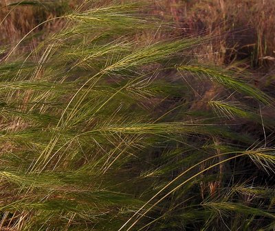 Wild Grass 1