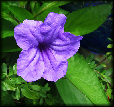 Mexican Petunia