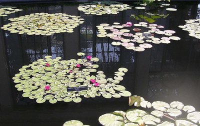 lily pad pond at......
