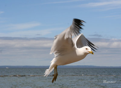 seagull in action