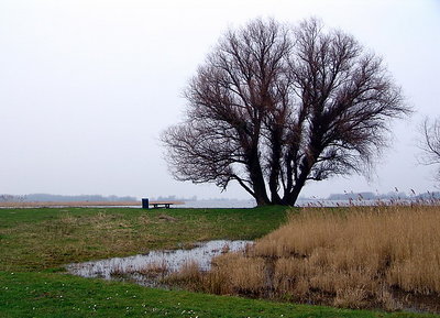 Silhouette of a tree