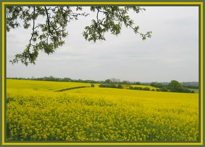 Yellow fields