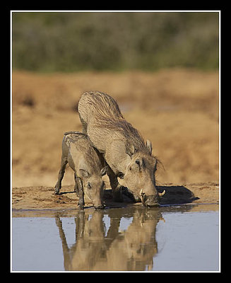Warthog Mother and Young Drinking