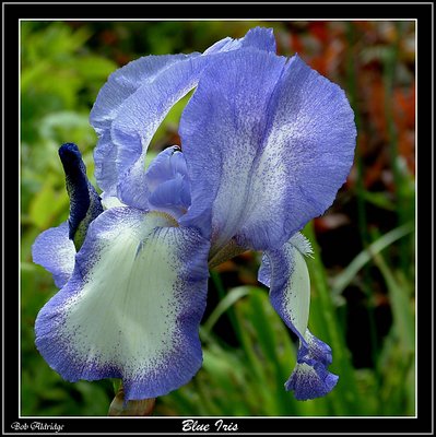 A Blue Iris