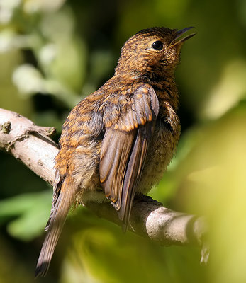 Baby robin