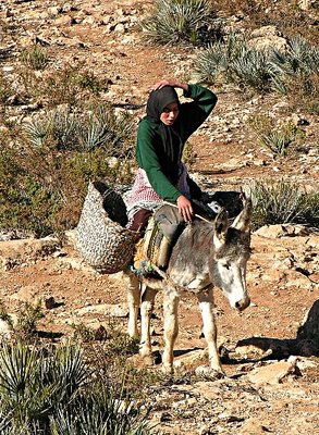 Unhappy Kid, Unhappy Donkey (2)