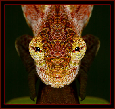 Monster chameleon