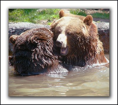 Wrestling Grizzles