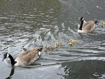 Family Outing in Gas Street Basin (2)