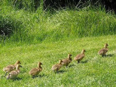 Goslings