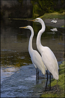 The Great Egrets