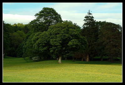 Buttercups & daisies