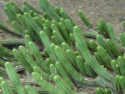 Dangerous Cucumbers