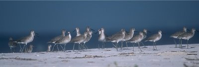 Shore, follow us!