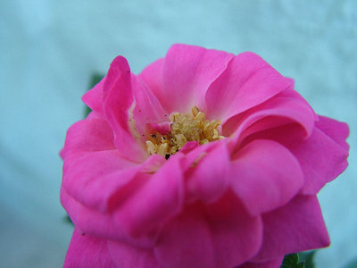 Another mini-rose (2)