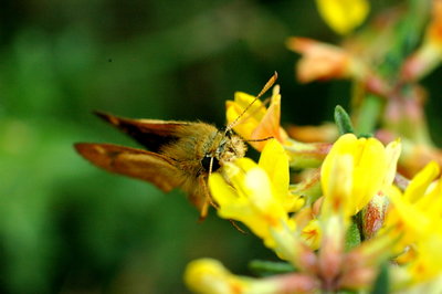 Skipper