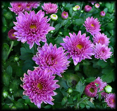 Chrysanthemums (MUMs)