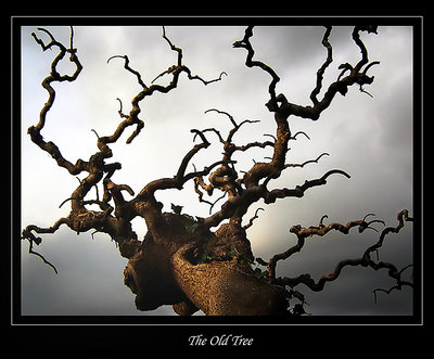 ::The Old Tree::