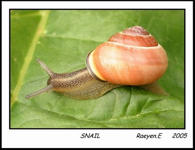 snail