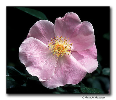 Cherokee Rose (s2177)