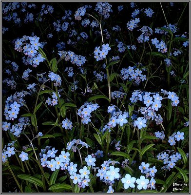 Forgetmenot