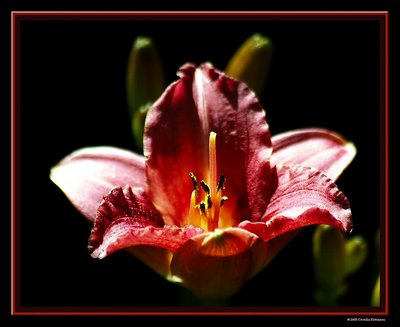 Rasberry Day Lily