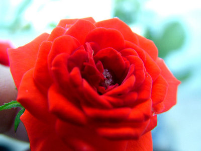 Vivid mini-rose