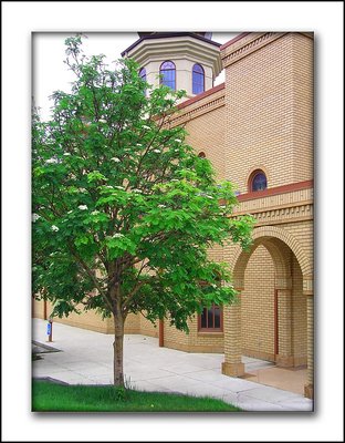 Mountain Ash Tree