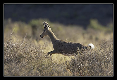 Male Grey Rhebok Running