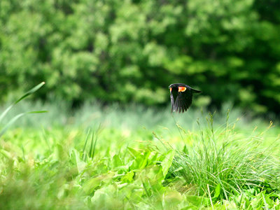 Red Winged Blackbird