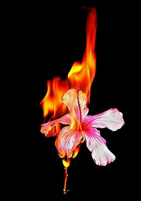 Flaming Hibiscus #3