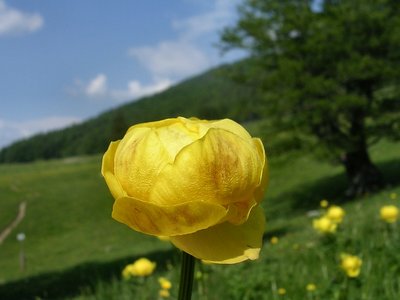 Trollius Europeaus