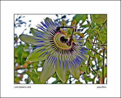 passiflora