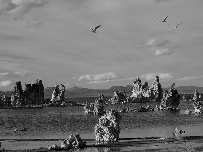 Gulls over Tufa