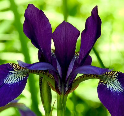 Blue Flag Iris