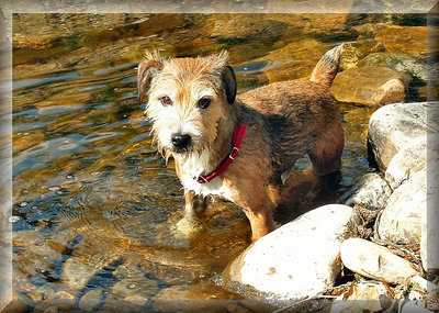 Benny taking a dip