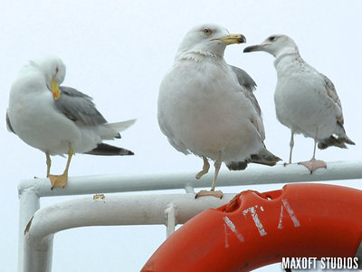 VETERAN SEAGULL